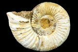 Jurassic Ammonite (Perisphinctes) Fossil - Madagascar #161752-1